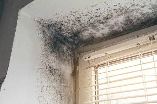 Affordable Commercial Mold Remediation solutions in Karthaus, PA